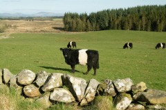 belties-May-Farm