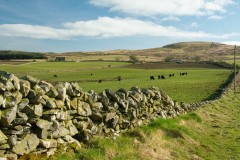 may-farm-belties